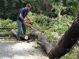 Best Tree Trimming and Pruning  in Western Springs, IL