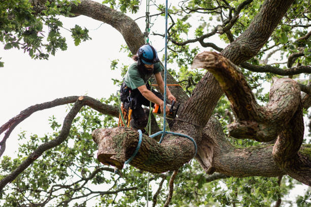 How Our Tree Care Process Works  in  Western Springs, IL