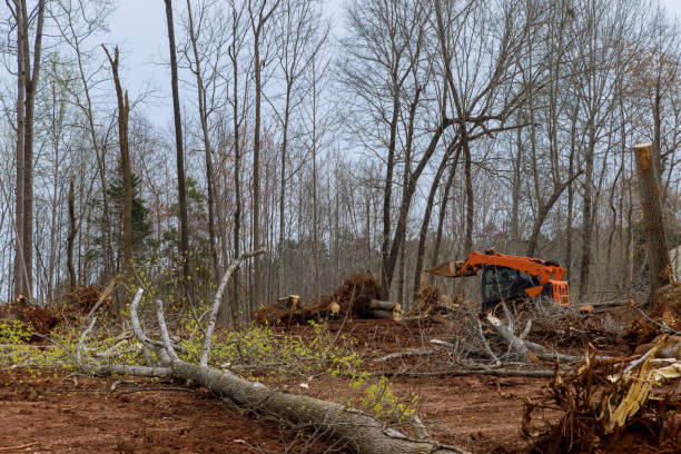 Western Springs, IL Tree Care Company