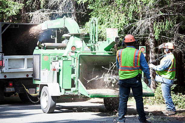 Best Palm Tree Trimming  in Western Springs, IL