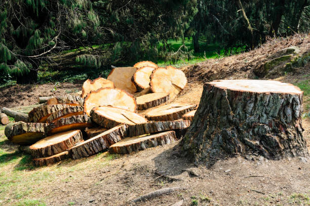 Best Tree Preservation Services  in Western Springs, IL